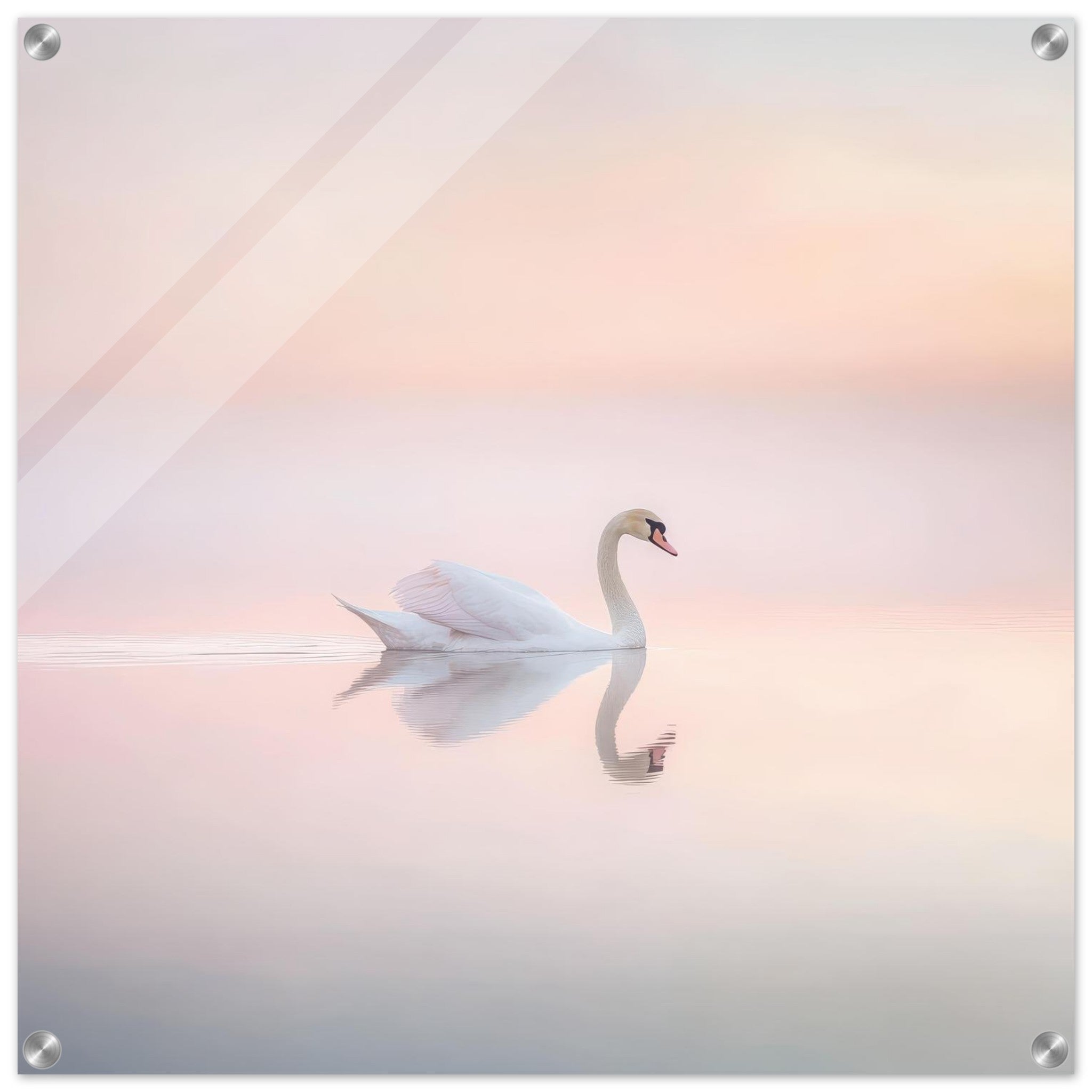 Acrylic Print Square - Graceful Swan on a Serene Lake 3 - Shop Ai Art WebShop - Digital Art online Store