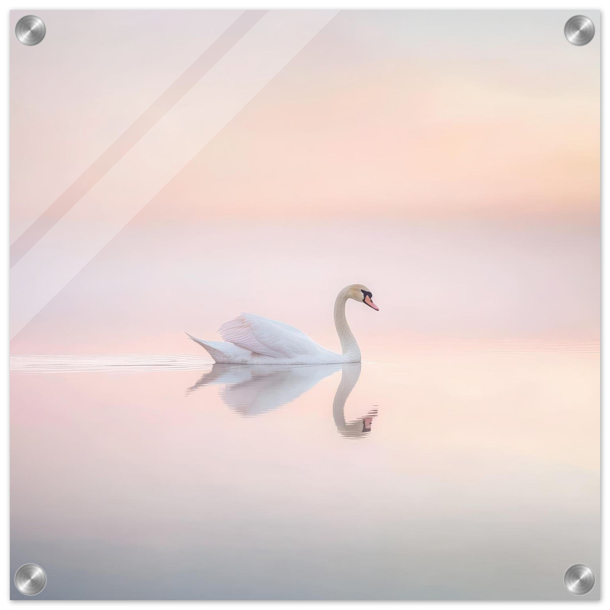Acrylic Print Square - Graceful Swan on a Serene Lake 3 - Shop Ai Art WebShop - Digital Art online Store